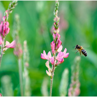 SEMENCES : SAINFOIN (LE SAC DE 5KG)