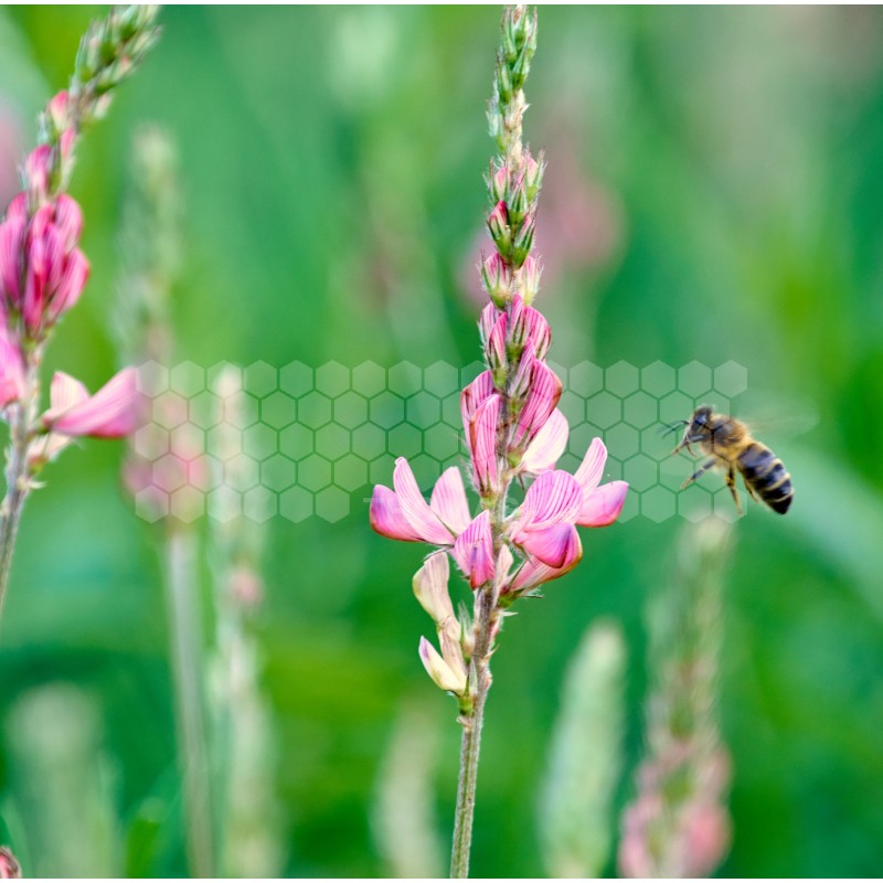 SEMENCES : SAINFOIN (LE SAC DE 5KG)