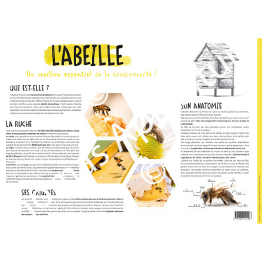 POSTER PEDAGOGIQUE - L'ABEILLE (600*850 mm)