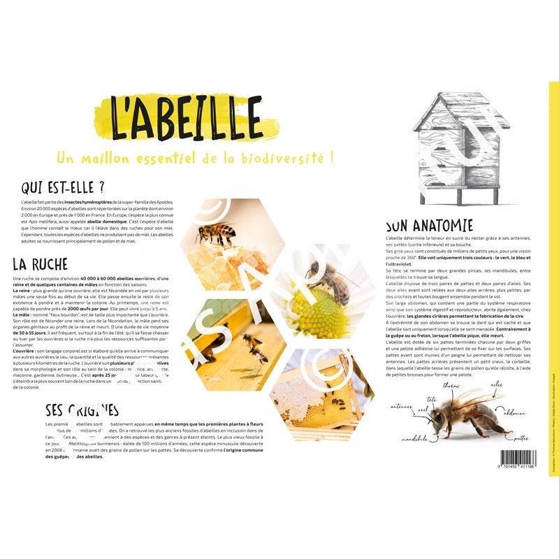 POSTER PEDAGOGIQUE - L'ABEILLE (600*850 mm)