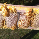 PACK ECO MIEL EN RAYON POUR DDT HAUSSE (10 sections avec couvercle)