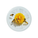 CAPSULE TO 63 ABEILLES FLEURS BLANCHES (CARTON COMPLET)