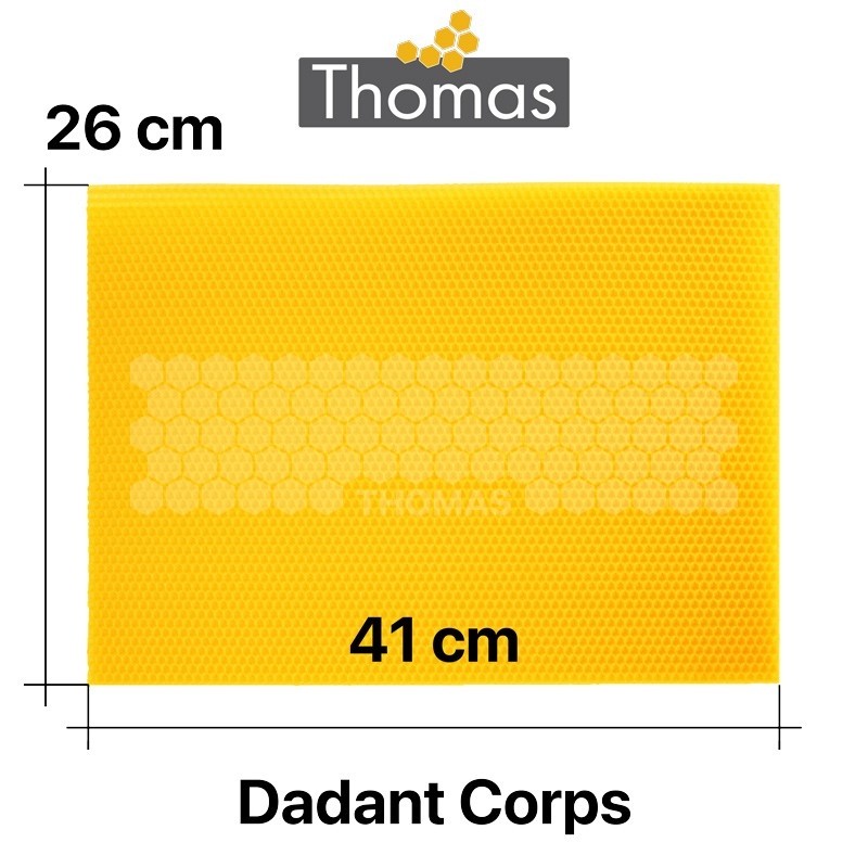CIRE THOMAS GAUFREE ET CONDITIONNEE - 50 FEUILLES DDT CORPS