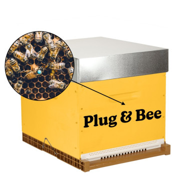 Pack essaim + reine enruchés Plug & Bee - Origine France - Retrait 33