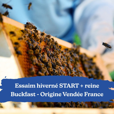 Essaim hiverné Start +reine Buckfast Origine Vendée France Retrait 45