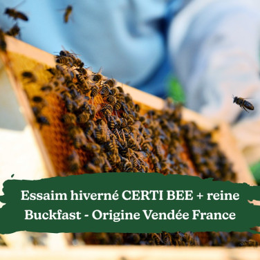 Essaim hiverné Certi Bee + reine Buckfast Origine France - Retrait 44