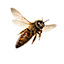Abeilles, reines et essaims