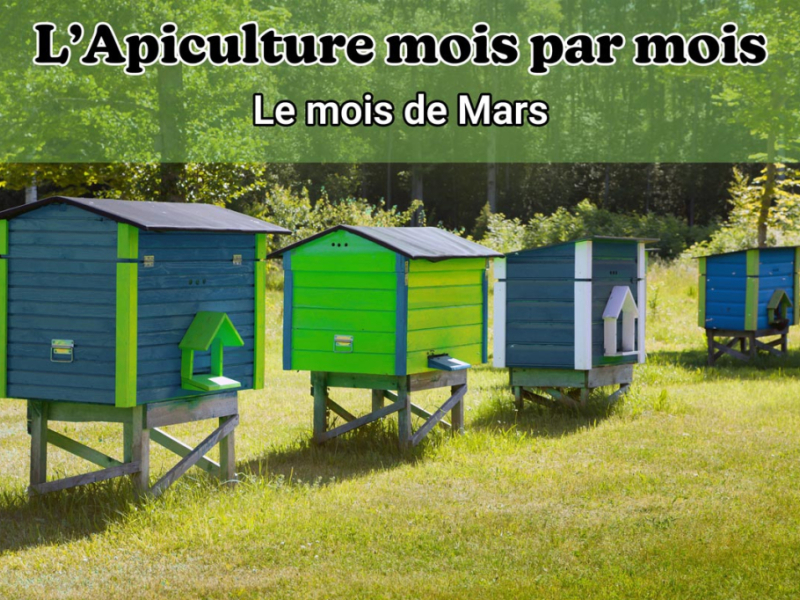 Calendrier apicole : que faire en mars avec vos abeilles ?